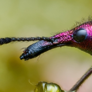 Kirschfruchtstecher #macro_brilliance #macro_perfection #wildlifeplanet #nature_lovers