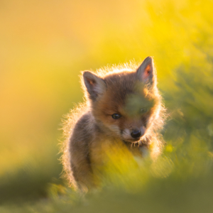 Fuchswelpe &nbsp;🥹 #wildlifeplanet #nature_lovers #wildlife_perfection #cutanimals