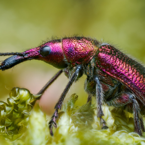 Kirschfruchtstecher #macro_brilliance #macro_perfection #wildlifeplanet #nature_lovers