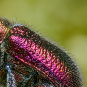 Kirschfruchtstecher #macro_brilliance #macro_perfection #wildlifeplanet #nature_lovers