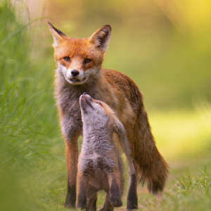 🦊⁣⁣Lieblingsmomente 
⁣⁣.⁣⁣
⁣⁣.⁣⁣
#animals #animalphotography #wildlife #wildlifephotography #naturephotography