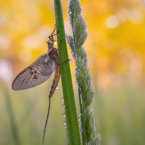 Gro&szlig;e Eintagsfliege #macro_brilliance #macro_perfection #wildlifeplanet #nature_lovers #insectphotography