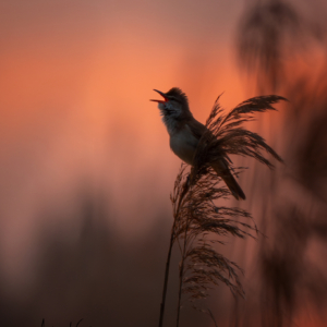 Drosselrohrs&auml;nger #bird_brilliance #birdlife #bird_captures #wildlife_perfection #nature_lovers