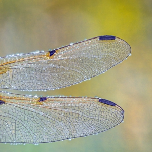 Vierfleck #macro_brilliance #macro_perfection #nature_lovers #insects_of_our_world #wildlife_perfection