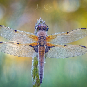Vierfleck #macro_brilliance #macro_perfection #nature_lovers #insects_of_our_world #wildlife_perfection