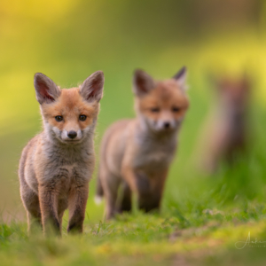 Rasselbande🥹 #wildlifeplanet #nature_lovers #wildlife_perfection #cutanimals