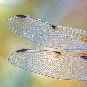 Vierfleck #macro_brilliance #macro_perfection #nature_lovers #insects_of_our_world #wildlife_perfection