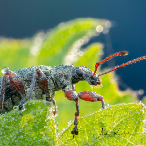 Gr&uuml;nr&uuml;ssler #macro_brilliance #macro_perfection #macro_captures #nature_lovers #wildlife_perfection