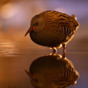 Wasserralle #bird_brilliance #bird_captures #wildlifeplanet #nature_lovers #wildlife_perfection