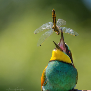 Bienenfresser #bird_brilliance #bird_captures #nature_lovers #wildlife_perfection
