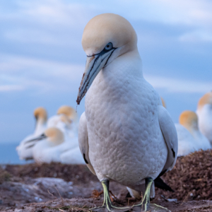 Basst&ouml;lpel #bird_brilliance #bird_captures #wildlifeplanet #wildlife_perfection #nature_lovers