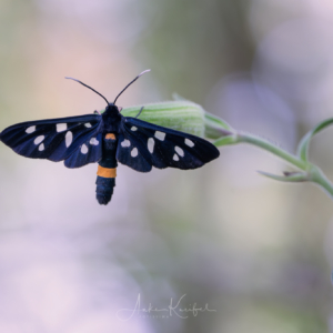 Wei&szlig;fleck-Widderchen#macro_brilliance #macro_perfection #nature_lovers #butterflyphotography