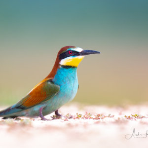 Bienenfresser #bird_brilliance #bird_captures #nature_lovers #wildlife_perfection