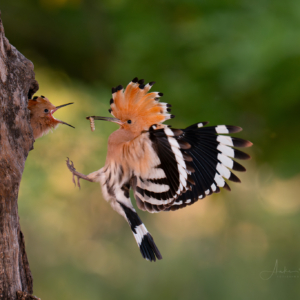 Wiedehopf #birds_captures #bird_brilliance #nature_lovers