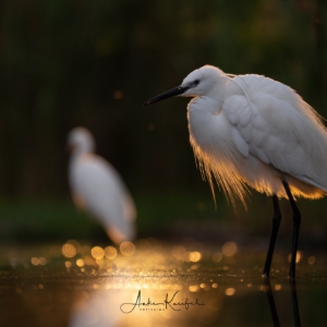 Seidenreiher #birds_brilliance #birds_captures #natureloversgallery #naturelovers