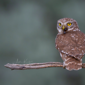 Steinkauz #wildlife_perfection #bird_brilliance #naturlovers #birdsphotography