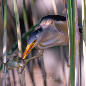 Zwergdommel #bird_brilliance #bird_captures #nature_lovers #naturphotography