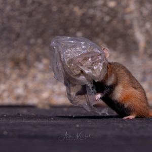 Plastik &ndash; eines der dr&auml;ngendsten Umweltprobleme unserer Zeit. Diese Feldhamsterdame konnten wir Gott sei Dank mit der Hilfe eines Fotofreundes von der Plastikt&uuml;te befreien.