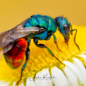 Goldwespe #macro_brilliance #macro_perfection #macro_captures #nature_lovers #insects_of_our_world