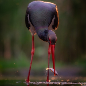 Schwarzstorch #birds_brilliance #birds_captures #naturelovers