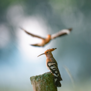 Wiedehopf #birds_captures #bird_brilliance #nature_lovers
