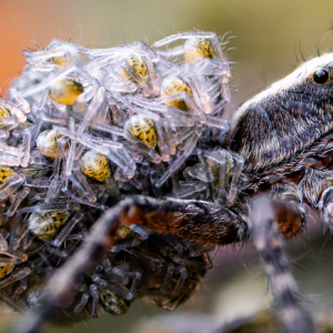 Dunkle Wolfspinne #mamataxi #macro_brilliance #macro_perfection #nature_lovers