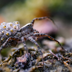 Dunkle Wolfspinne #mamataxi #macro_brilliance #macro_perfection #nature_lovers