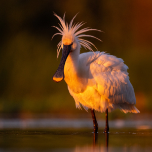 L&ouml;ffler #bird_brilliance #birds_captures #birds_nature #natureloversgallery #naturelovers