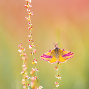 Ampfer-Purpurspanner #macro_brilliance #macro_perfection #natureloversgallery #nature_lovers