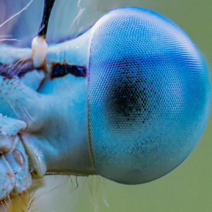 Blaue Federlibelle #macro_brilliance #macro_perfection #macro_captures #nature_lovers