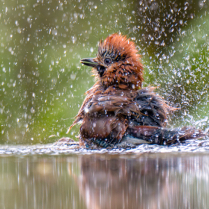 Badewetter #birds_captures #birdlife #bird_brilliance #wildlifeplanet #natureloversgallery