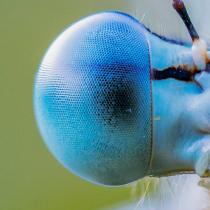 Blaue Federlibelle #macro_brilliance #macro_perfection #macro_captures #nature_lovers