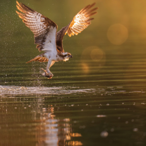 Fischadler #bird_brilliance #birdlife #birdlife #nature_lovers