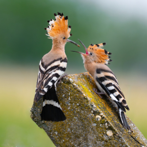 Wiedehopf #bird_brilliance #birdlife #bird_captures #nature_lovers #wildlife_perfection