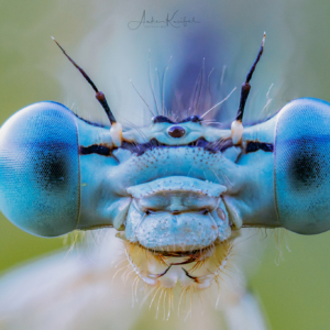 Blaue Federlibelle #macro_brilliance #macro_perfection #macro_captures #nature_lovers