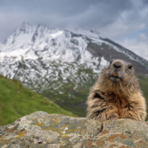 Murmeltier #wildlifeplanet #nature_lovers