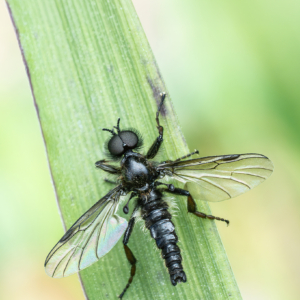 Die M&auml;rzfliege, auch M&auml;rzhaarm&uuml;cke genannt. #macro_brilliance #macro_perfection #nature_lovers