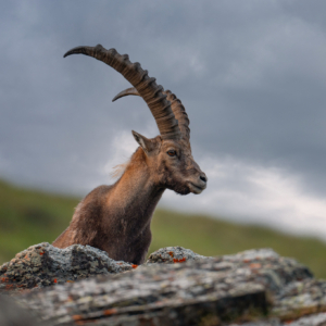 Alpensteinbock #wildlifeplanet #wildlife_perfection #nature_lovers #wildlife_shots