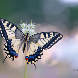 Schwalbenschwanz #macro_brilliance #macro_perfection #macro_vision #nature_lovers
