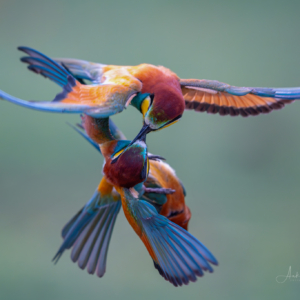 Bienenfresser #bird_brilliance #birdlife #planetbirds #nature_lovers