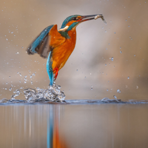 Eisvogel #bird_brilliance #birdlife #bird_captures #nature_lovers