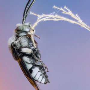 Gestutzte Fleckenbiene #macro_brilliance #macro_perfection #macro_captures #nature_lovers #insects_of_our_world