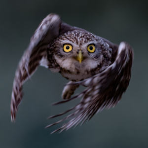 Steinkauz #bird_brilliance #birdlife #bird_captures #natureloversgallery