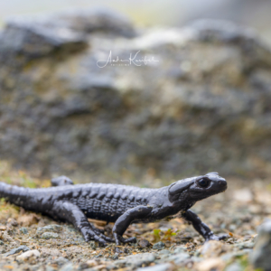 Alpensalamander: Lurch des Jahres 2026 #macro_brilliance #macro_perfection #macro_captures #nature_lovers