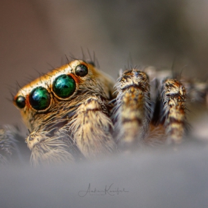 Rindenspringspinne #macro_brilliance #macro_perfection #macro_captures #nature_lovers