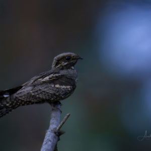 Zu meiner gro&szlig;en Freude br&uuml;ten die Ziegenmelker nun schon im dritten Jahr an der fast identischen Stelle. So ist es mir m&ouml;glich diese tollen V&ouml;gel sehr sch&ouml;n zu beobachten und auch zu fotografieren. #bird_brilliance #bird_captures #birdlife #nature_lovers