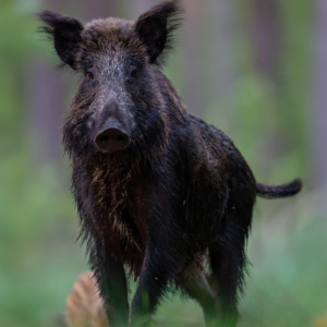 Schwarzwild #wildlife_perfection #wildlifeplanet #nature_lovers #wildlifeofinstagram