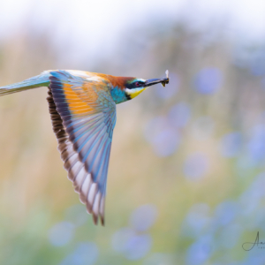 Bienenfresser #birds_captures #bird_brilliance #nature_lovers