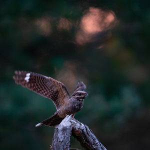 Ziegenmelker #bird_brilliance #birdlife #planetbirds #nature_lovers