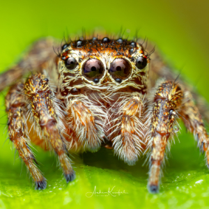 Springspinne, die ich leider nicht bestimmen kann. 🤷🏼&zwj;♀️ #macro_brilliance #macro_perfection #nature_lovers